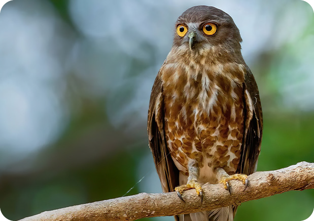アオバズクのすむ森づくりの計画